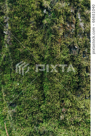 Green moss on the bark of a tree close up Green moss on the bark of a tree close up 66681040