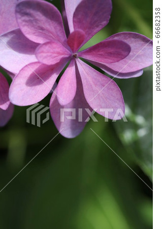 Pink hydrangea 66682358