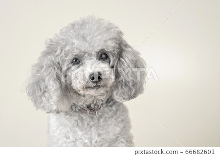 A dog from my home, who had grown up in the room during the period of self-restraint 66682601