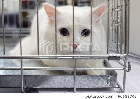 Cute cat at an international show 66682702