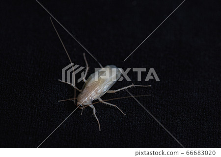 Cockroach 66683020