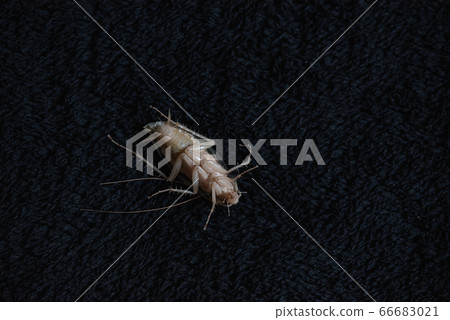 Cockroach 66683021