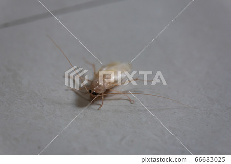 Cockroach 66683025