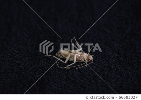 Cockroach Cockroach 66683027