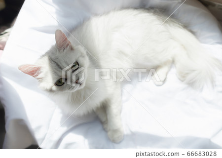 Lonely cat Lonely cat 66683028