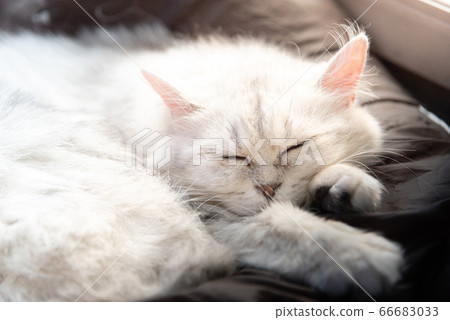 Lazy cat sleeping Lazy cat sleeping 66683033