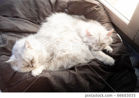 Lazy cat sleeping Lazy cat sleeping 66683035