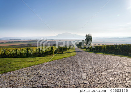 Beautiful green vineyard with Devin and Palava mountains in background on banks of Nove Mlyny water reservoir near Pavlov, South Moravia, Czech Republic, sunny summer day 66683156