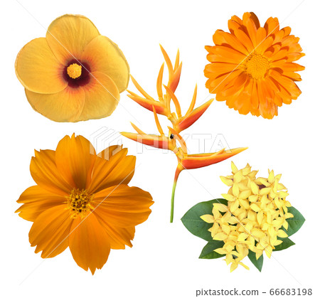 Set of beautiful yellow flowers 66683198