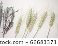 小麥和薰衣草乾花 66683371
