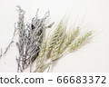 小麥和薰衣草乾花 66683372
