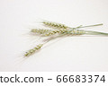 小麥乾花 66683374