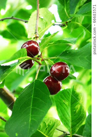 Bunches of cherries on a background of green foliage     Bunches of cherries on a background of green foliage     66683571