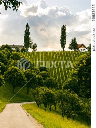 Beautiful landscape of Austrian vineyards in south Styria. Famous Tuscany like place to visit. 66683635