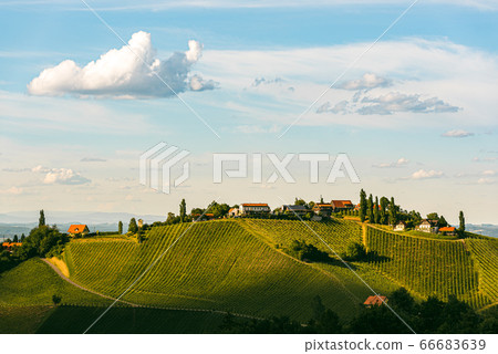 Beautiful landscape of Austrian vineyards in south Styria. Famous Tuscany like place to visit. Beautiful landscape of Austrian vineyards in south Styria. Famous Tuscany like place to visit. 66683639