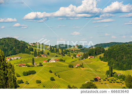 Beautiful landscape of Austrian vineyards in south Styria. Famous Tuscany like place to visit. 66683640