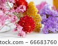 七彩乾花 66683760