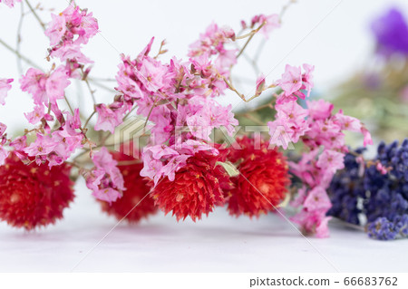 七彩乾花 66683762