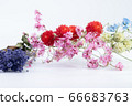 七彩乾花 66683763