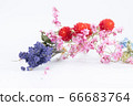 七彩乾花 66683764