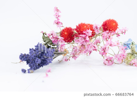 七彩乾花 七彩乾花 66683764