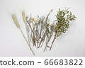 小麥和薰衣草乾花 66683822