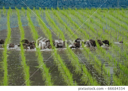 Aigamo farming method that works like competing in rice fields after rice planting 66684334
