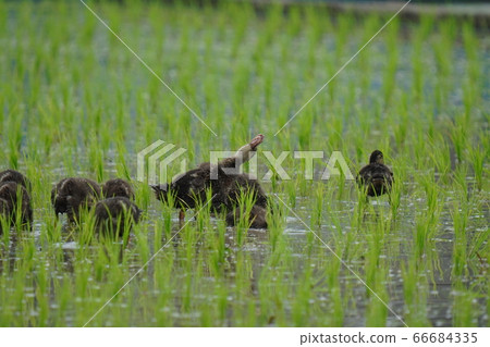 Aigamo farming method that works like competing in rice fields after rice planting 66684335