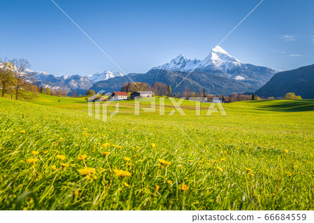 Idyllic mountain scenery in the Alps with blooming meadows in springtime Idyllic mountain scenery in the Alps with blooming meadows in springtime 66684559