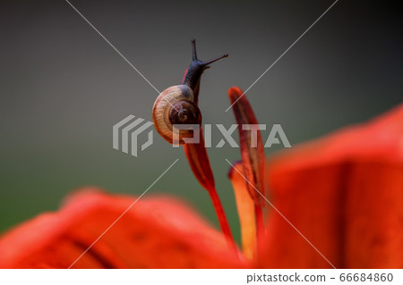 Close-up little snail on red lily stamen Close-up little snail on red lily stamen 66684860