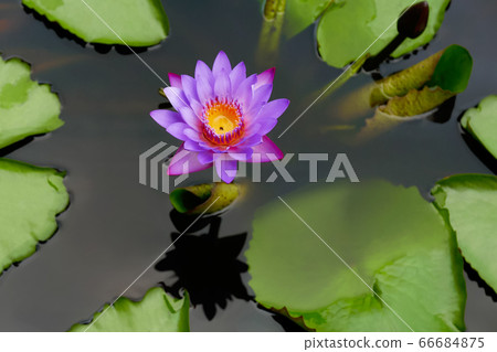 Lotus flower in water surrounded by leaves Lotus flower in water surrounded by leaves 66684875
