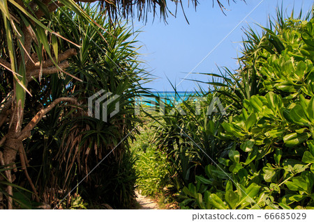 Path to the sea 66685029