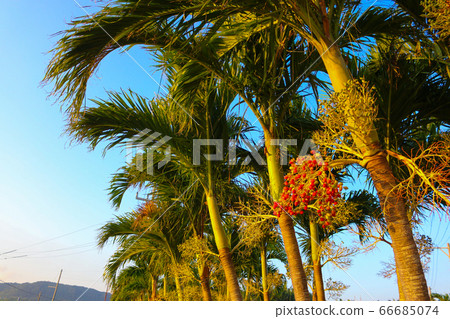 紅色水果棕櫚樹檳榔 66685074
