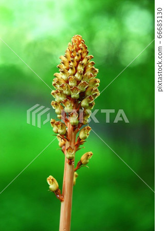 Onionagara flowers growing in thickets Onionagara flowers growing in thickets 66685130