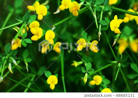日本蓮花的山野草黃色花 66685131