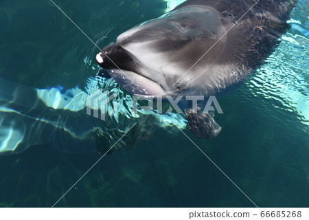 Notojima Aquarium Kamileka 66685268