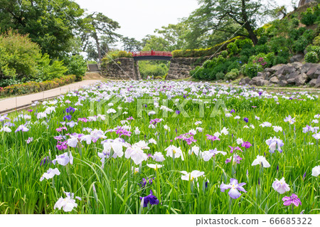 神奈川縣小田原城本丸東堀書園 66685322