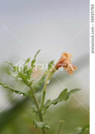 ami美大島的北部月見草（Amanipulaceae） 66685769