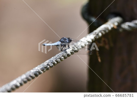 雄性黑尾蜻蜓 66685781