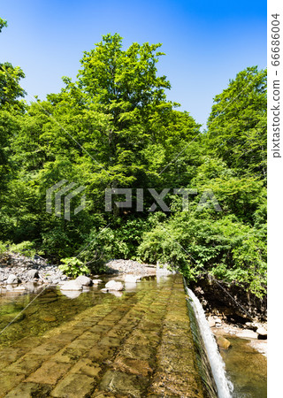 Fresh green beech forest stream and old dam Fresh green beech forest stream and old dam 66686004