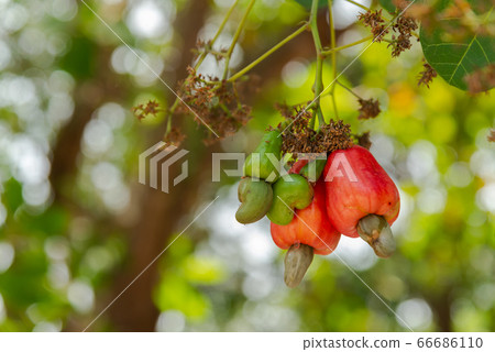 Cashew fruit Cashew fruit 66686110