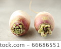 Two Ibuki daikon 66686551