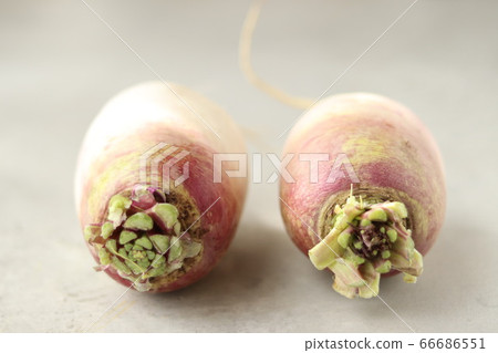 Two Ibuki daikon 66686551