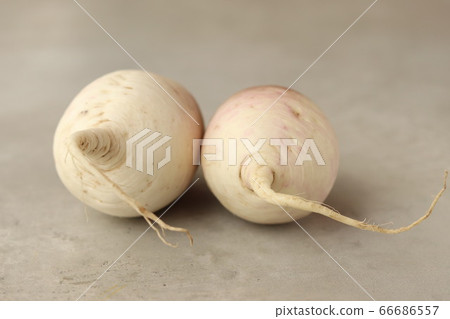 Two Ibuki daikon Two Ibuki daikon 66686557
