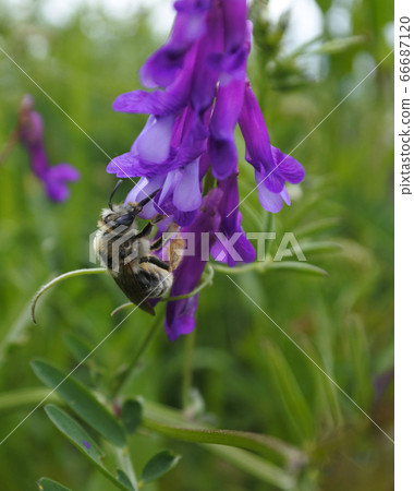 日本Higenagahanabachi吮吸v子花蜜的花蜜 日本Higenagahanabachi吮吸v子花蜜的花蜜 66687120