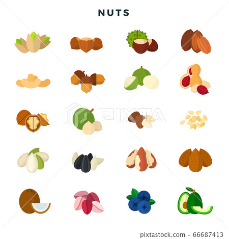 Nuts of all kinds. Set of various nuts, grains and seeds. Vector illustration, isolated on white background. 66687413