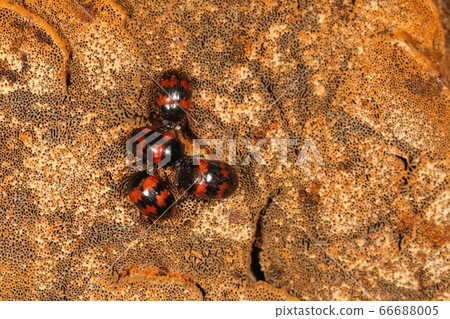 Living creatures Insects worms, like a large group, there were dozens of individuals in one mushroom mass Living creatures Insects worms, like a large group, there were dozens of individuals in one mushroom mass 66688005