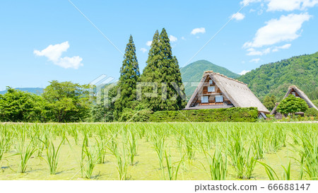 初夏白川鄉（白天） 66688147