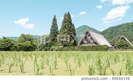 初夏白川鄉(白天) 初夏白川鄉(白天) 66688148