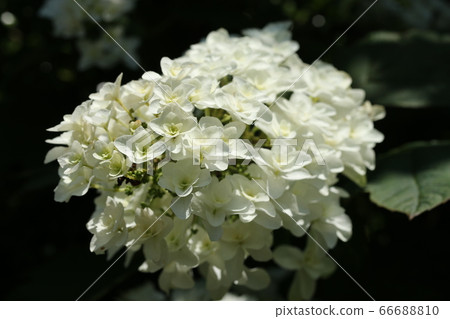 Kashiwaba繡球花 Kashiwaba繡球花 66688810